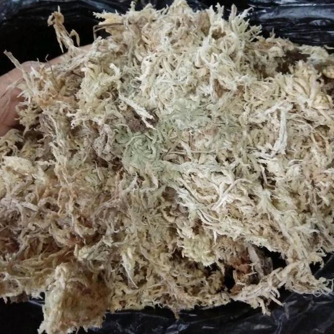 Spagnum Moss Atau Mos Putih Lokal Murah
