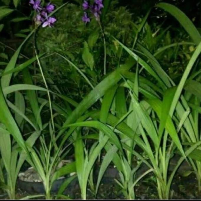 Paket hemat 4 jenis bunga anggrek tanah