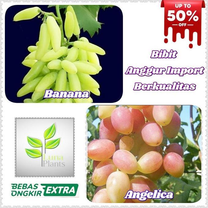 Gardensw- Bibit Anggur Import - Bibit Buah Anggur Import