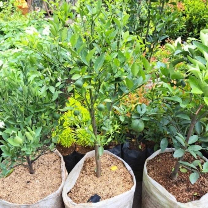TANAMAN JERUK LIMO / POHON JERUK LIMO /JERUK SAMBAL