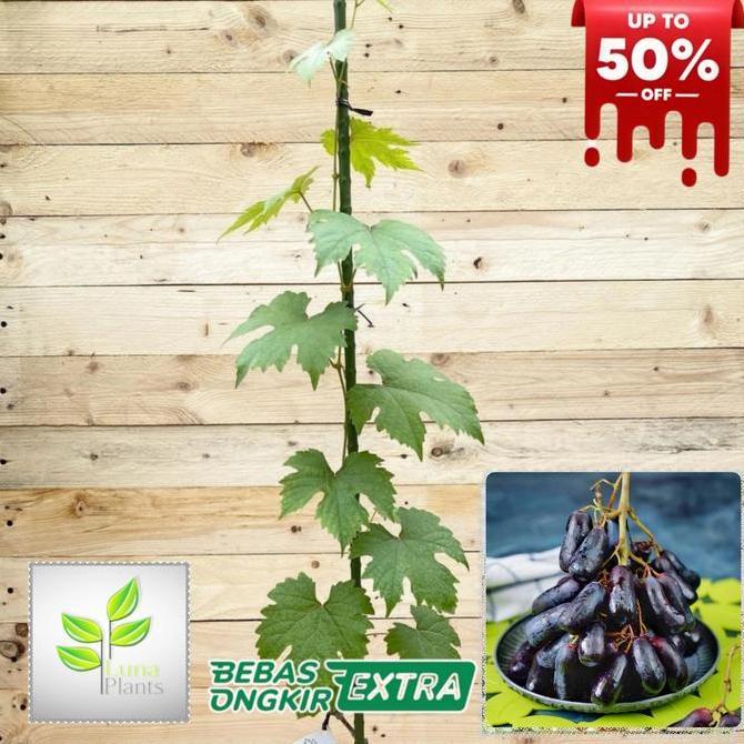 Gardensw- Bibit Buah Anggur Import - Bibit Anggur Moondrop