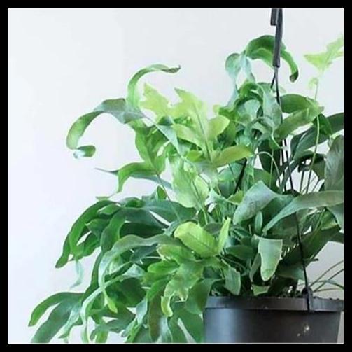 TERLARIS TANAMAN HIAS PAKIS PACIS  BINTANG BIRU PHLEBODIUM AUREUM MANDAIANUM