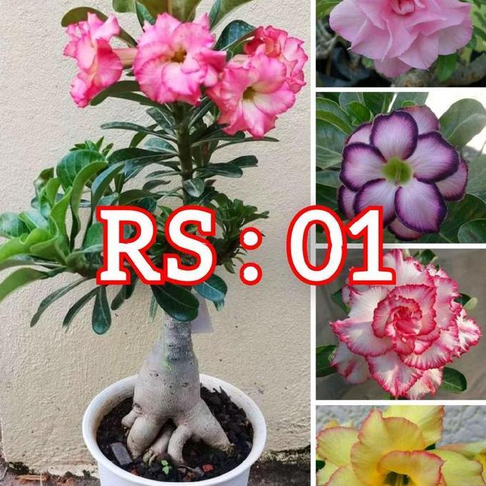 Termurah ( PAKET 4 PCS ) Adenium Bunga Tumpuk Bonggol Besar, Bibit Tanaman Hias Adenium Kemboja Jepa