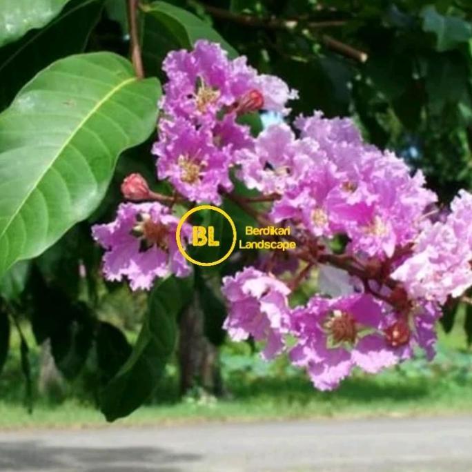 Termurah bibit pohon bungur pohon bunga sakura indonesia bunga Lagerstroemia