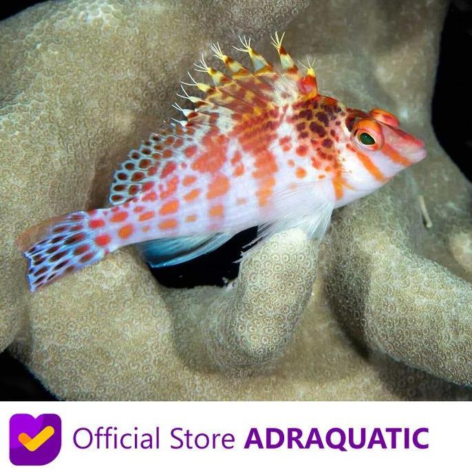 IKAN HIAS AIR LAUT KERAPU LONCAT CIRRHITICHTHYS FALCO HAWKFISH