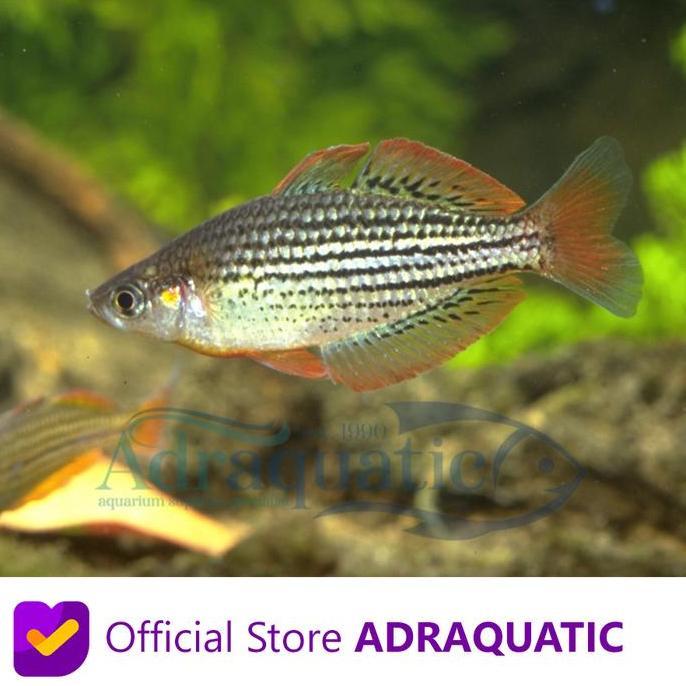 IKAN HIAS RAINBOW MACCULLOCHI DWARF RAINBOWFISH MAKULOCI MAKALOCI