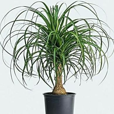Allthebest- Bibit Tanaman Nolina / Ponytail Palm / Palem Kuncir Kuda