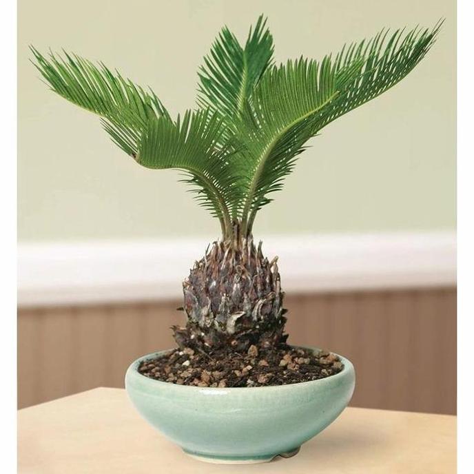 Tmn- Tanaman Hias Palem Sikas Mawar Jambe Pohon Pakis Sikas / Pohon Palm Sikas / Palem Sikas Mawar J