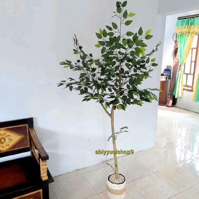 Pohon Beringin Varigata Artificial Aesthetic Natural Design LATEX dengan Tinggi 170cm dalam Pot Plas