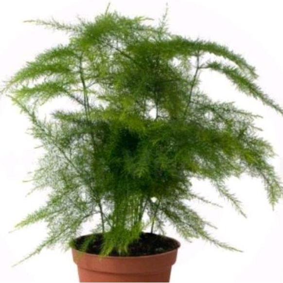 Bambu mini. tanaman hias. tanaman hias bambu mini