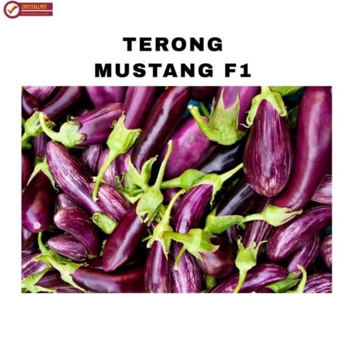 Silvergarden- Benih Bibit Terong Ungu Mustang F1 Cap Panah Merah - Terong Mustang F1