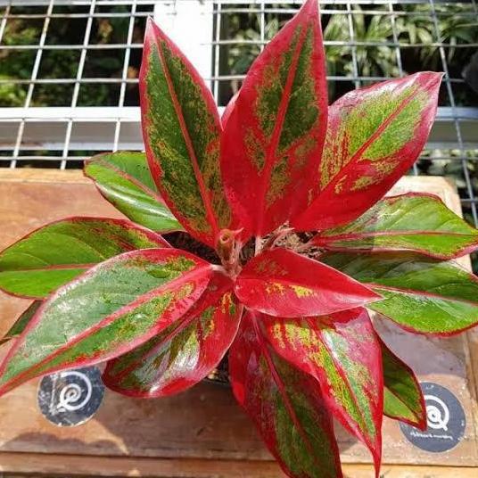 Bunga Lipstik Tanaman aglonema lipstik