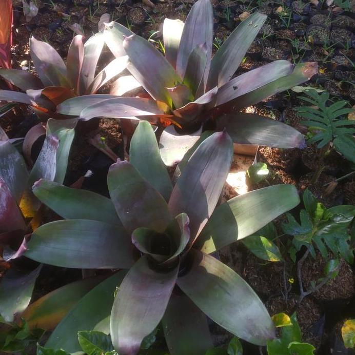 tanaman hias Bromelia giant // bromelia besar