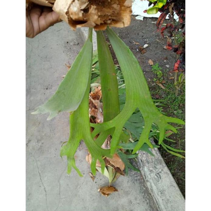 Tanaman Hias Kadaka Tanduk Rusa Tanaman Gantung Tanduk Rusa Kadaka