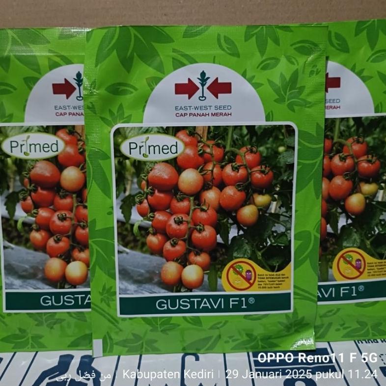 benih tomat GUSTAVI PRIMED F1+  GUSTAVI F1 kemasan  1750 butir