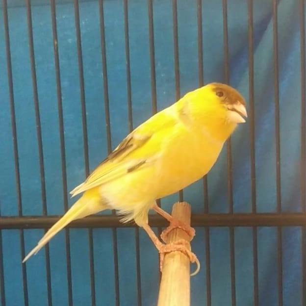 TERBARU kenari F1 Ys gacor dor