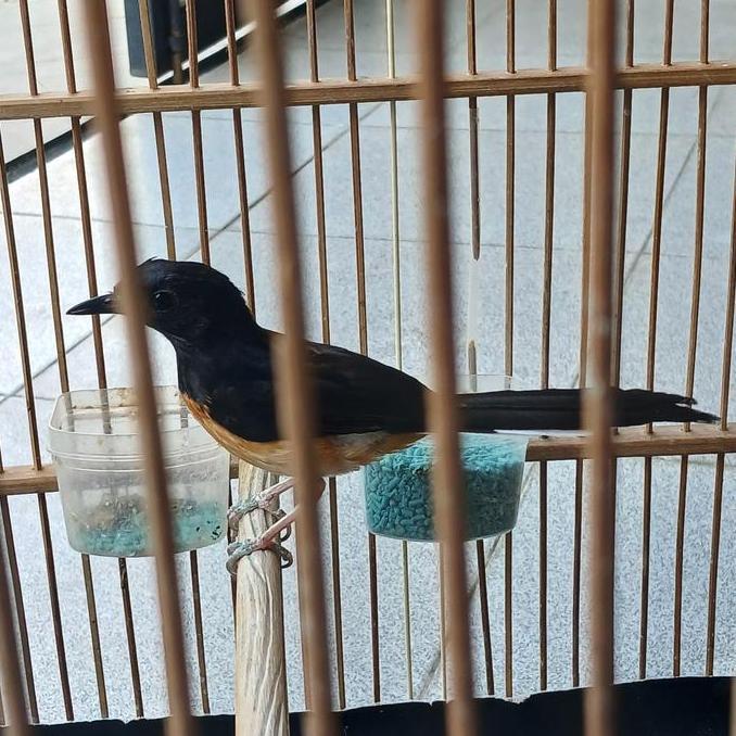 TERBARU burung murai batu betina siap produksi