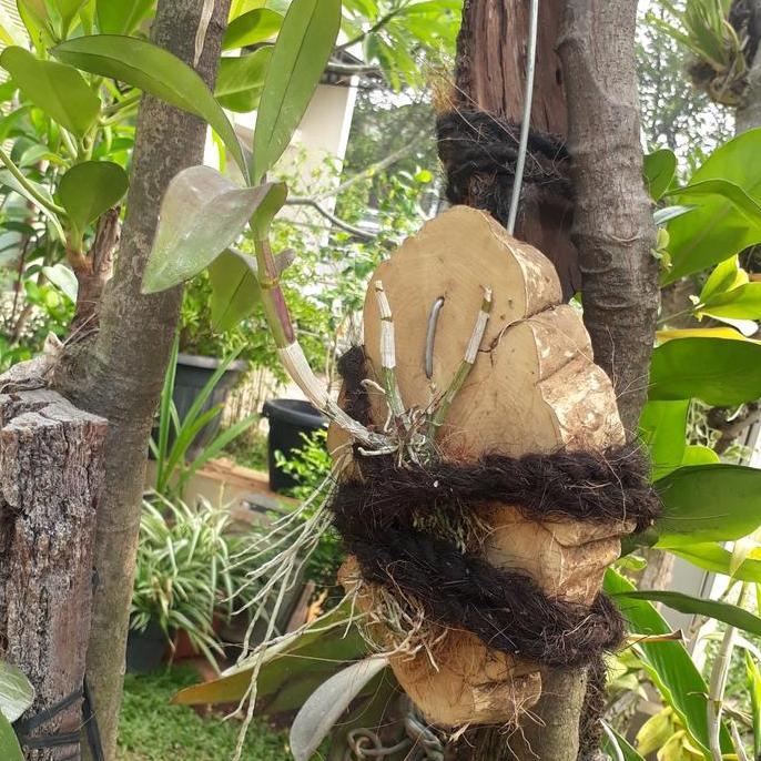 Media kayu kopi untuk anggrek