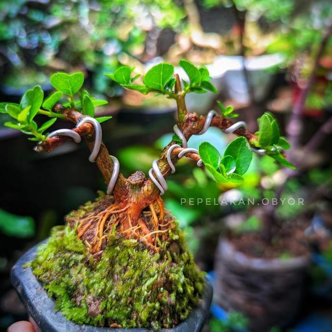 Bonsai Mini Shito Sancang Premna Original Plus pot Siap Pajang