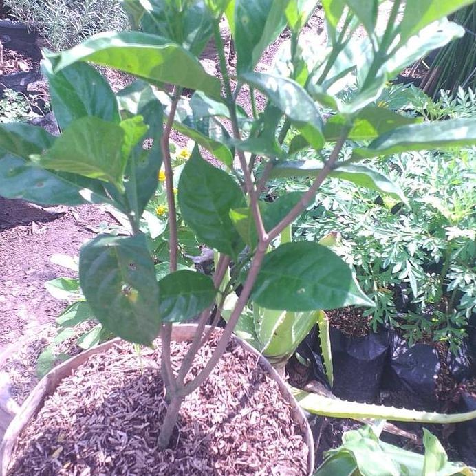 tanaman hias kacapiring polibek karung