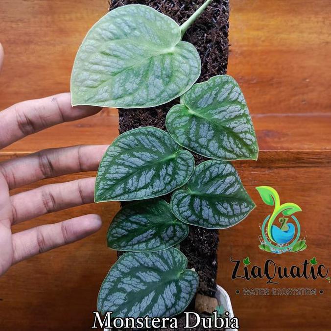 Monstera Dubia - Tanaman Hias Indoor/Outdoorplant