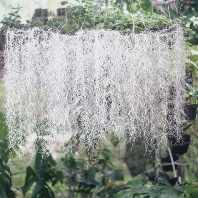 tanaman spanish moss/jenggot musa/jenggot nabi