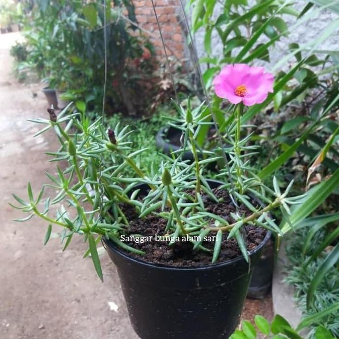 Tanaman Hias Bunga Krokot Gantung + Pot