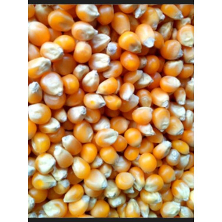 Bisajakok- Popcorn Mushroom Kiloan Preferred Jumbo Mushroom Poprcorn
