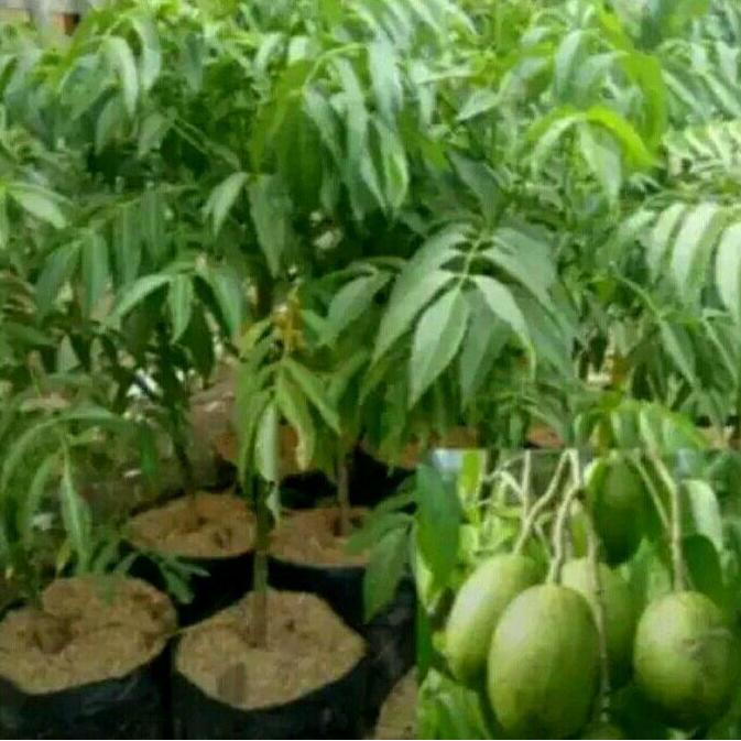 Pohon buah kedongdong sudah berbuah