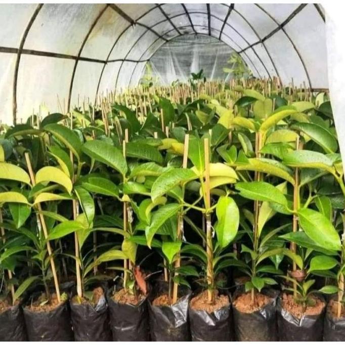bibit tanaman buah manggis okulasi cangkok berbuah/berbuah