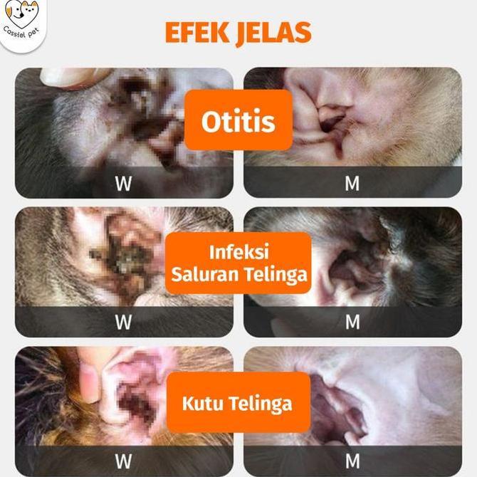 Catbull- Cassiel Pet Obat Tetes Telinga Kucing Anti Peradangan Saluran Telinga Anti Earmites Conge G