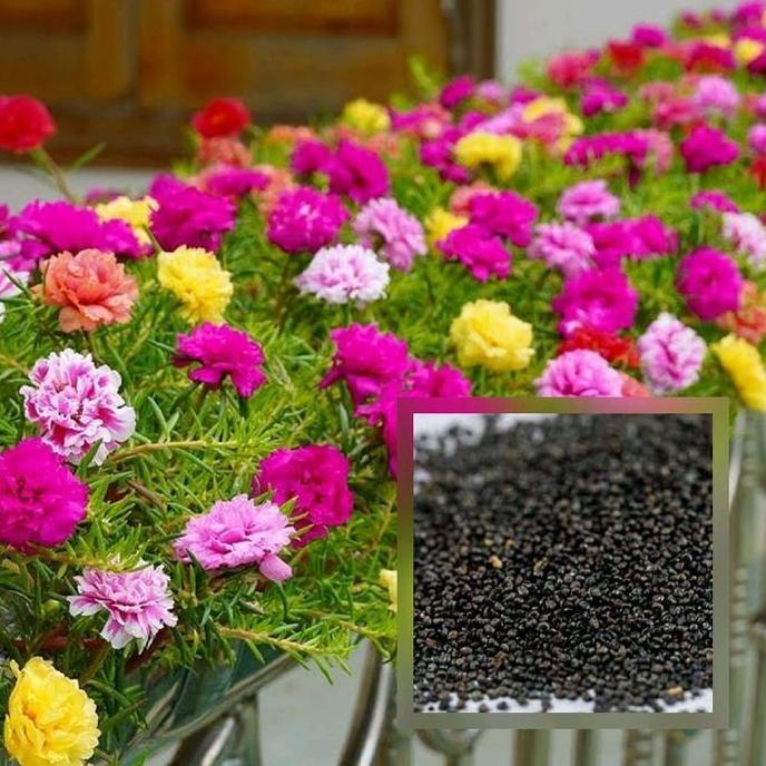 Benih Moss Rose Isi ratusan Biji - Warna Merah, Ungu, Kuning, Putih, dan Pink Bunga valid