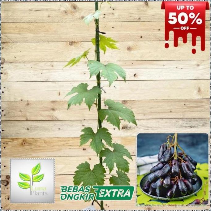 bibit buah anggur import - bibit anggur moondrop