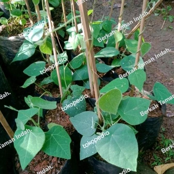 Bibit Tanaman Cincau Bulu Hijau - Pohon Daun Cincau Bulu Rambat