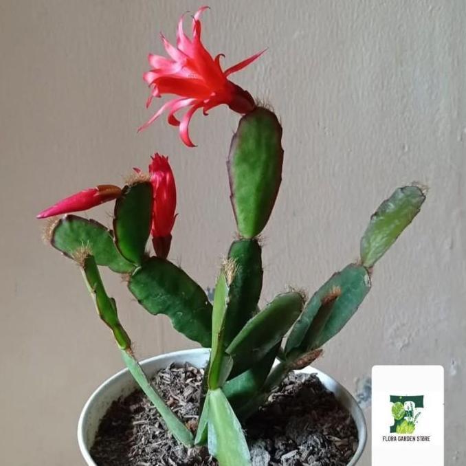 (Allthebest) Tanaman Hias Wijaya Kusuma Bunga Merah Asli - Wijaya Kusuma kepiting