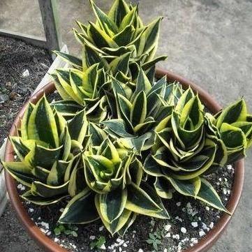 TANAMAN HIAS SANSIVERA MINI PAGODA - TANAMAN HIAS INDOOR