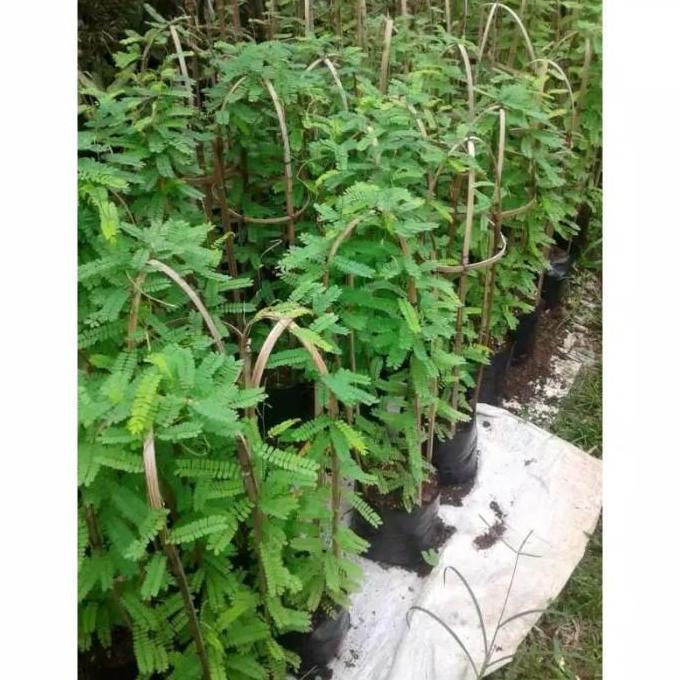 Bibit Tanaman Saga Pohon Saga Tanaman Daun Saga Pohon Daun Saga