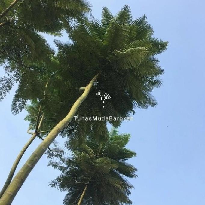 Benih pakis brazil solobium / biji pakis brazil