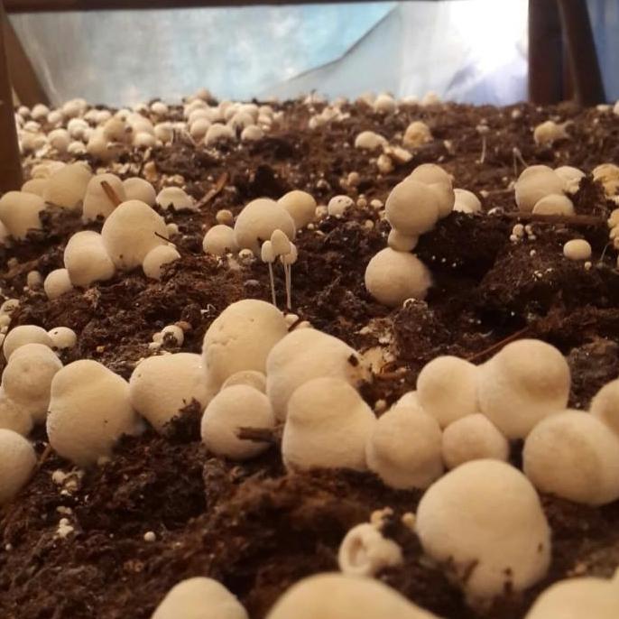 bibit jamur merang unggul