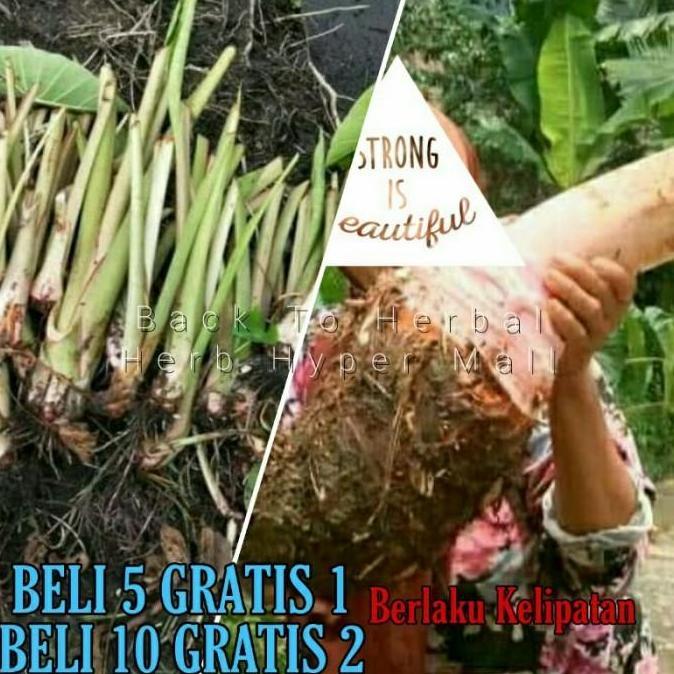 BIBIT UNGGUL TALAS PRATAMA JUMBO