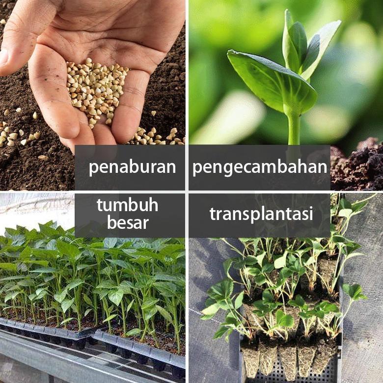 Bisa Cod 50Pcs/100Pcs Pot Bibit /Tray Semai / 0.8Mm Seedling Pot /Pot Tray Semai Bibit Benih 21/32/5