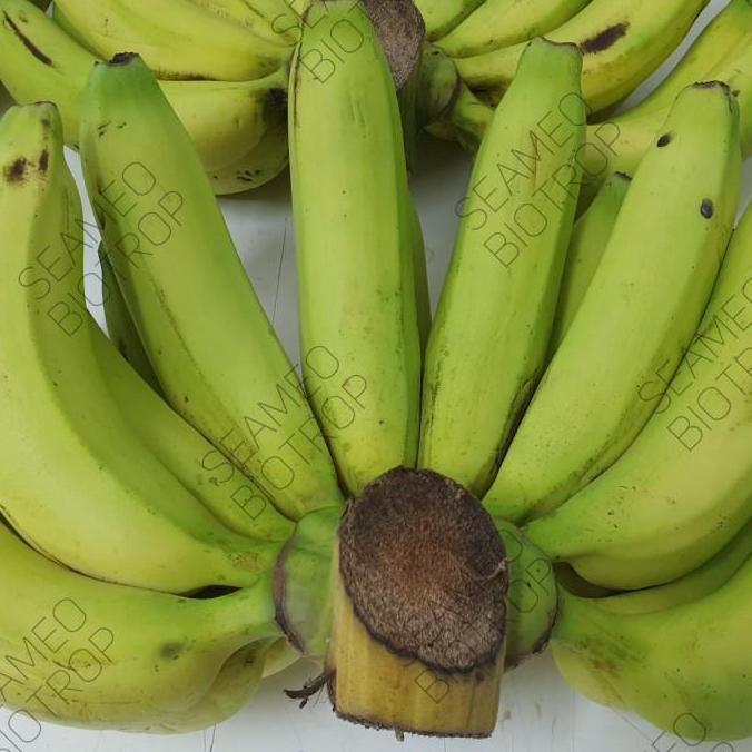 Bibit kultur jaringan Pisang Cavendish CJ40