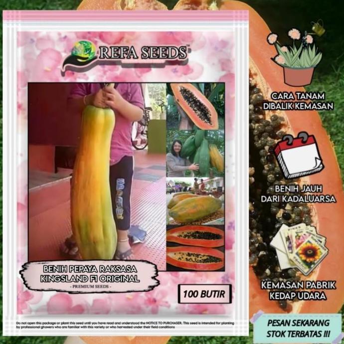 Biji Benih Pepaya Raksasa F1 Import / Benih Pepaya Raksasa Langka Unik