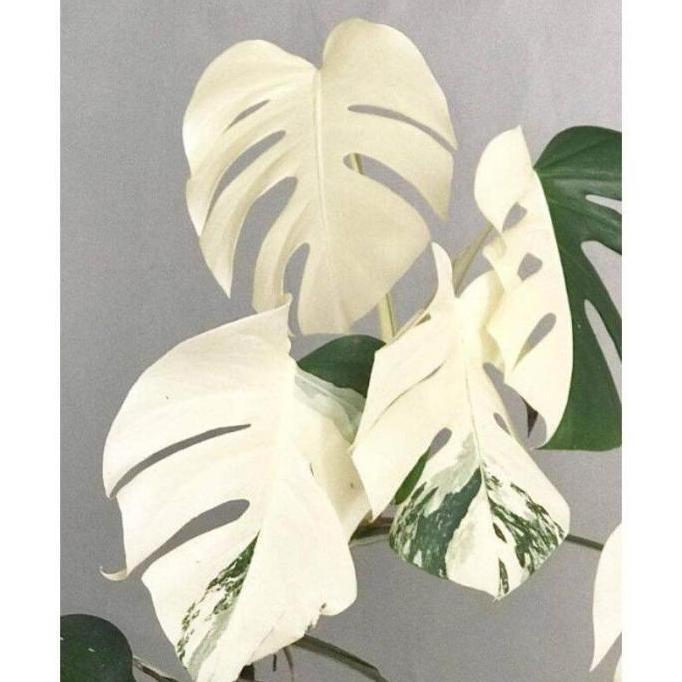 bonggol monstera marmorata variegata albino