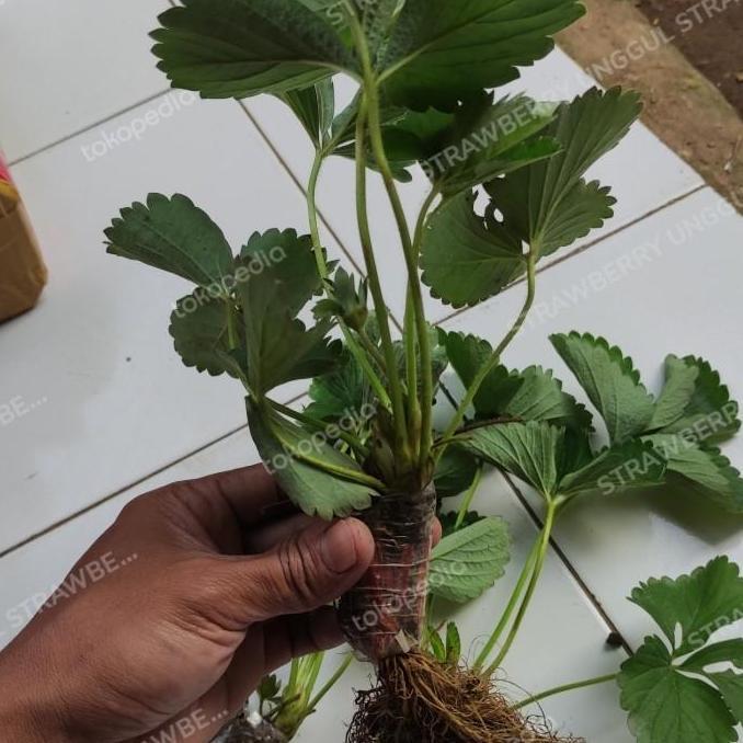 bibit strawberry korea