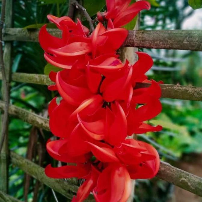 Flame of Irian & Bibit Tnaman Flame Of irian