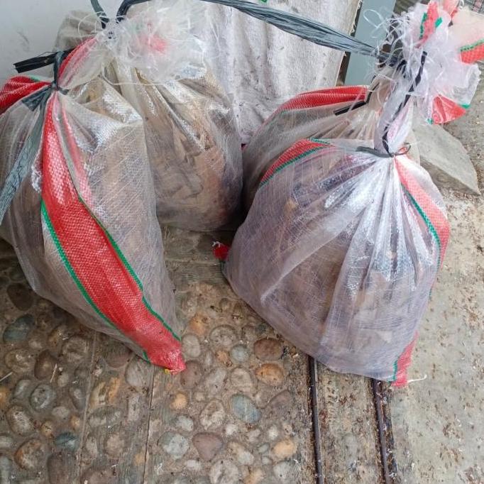 JANGKRIK ALAM / UKURAN KECIL / 1 KARUNG