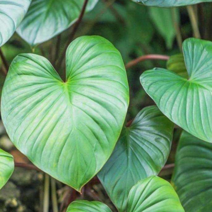 Tanaman hias homalomena rubescens - homalomena hijau - homalomena