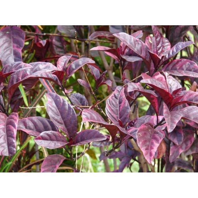 Daun Handeleum Handeuleum Daun Ungu Obat Wasir Ambeien Ambeyen