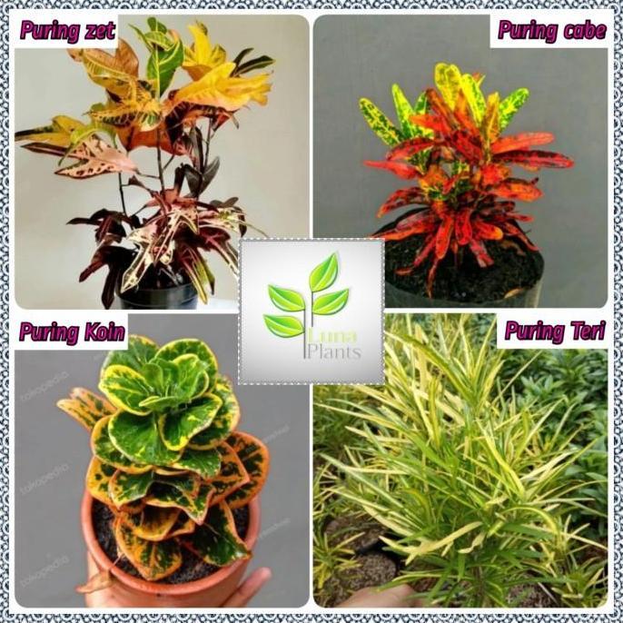 Tanaman hias puring paket - paket puring - paket hemat puring